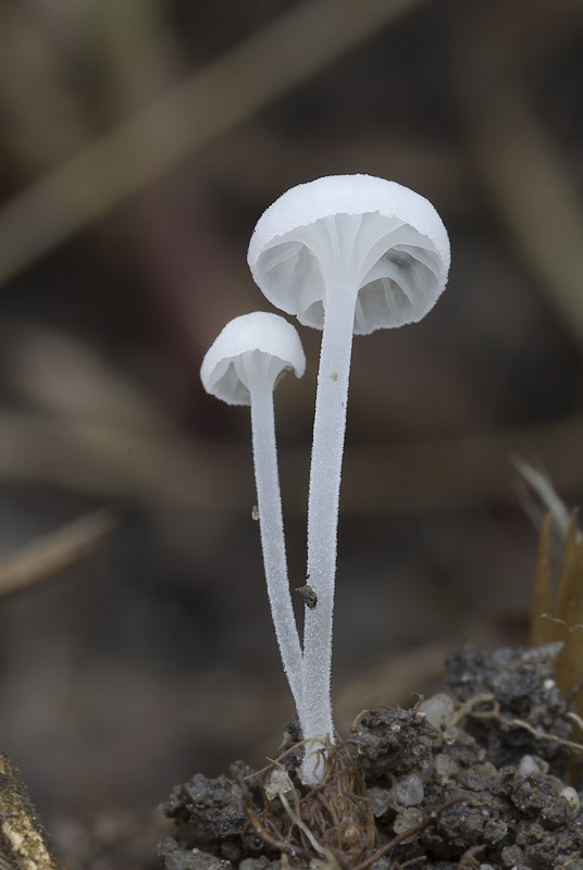 Hemimycena angustispora